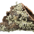 XS-S TOT 20X6X6 CM 10 ST (405708)